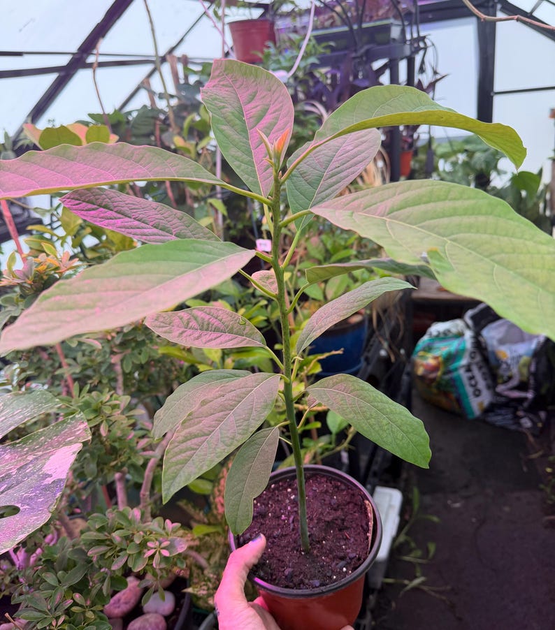 Puede incluir: Un joven &aacute;rbol de aguacate en una maceta marr&oacute;n peque&ntilde;a, con hojas verdes grandes y un tallo delgado. Las hojas tienen un tinte rosado por la iluminaci&oacute;n. La planta est&aacute; en un invernadero, rodeada de otras plantas.