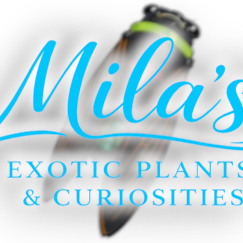 K&ouml;nnte beinhalten: Das Bild zeigt den Namen "Mila's" in einer flie&szlig;enden, hellblauen Schrift, &uuml;ber dem Text "EXOTIC PLANTS & CURIOSITIES" in einer serifenlosen Schrift. Eine verschwommene Insektengrafik befindet sich im Hintergrund. Das Design deutet auf ein Gesch&auml;ft oder eine Marke hin.