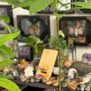 Puede incluir: Una joven planta de aguacate en una maceta naranja peque&ntilde;a. La planta tiene un tallo verde delgado con varias hojas grandes y verdes vibrantes. La maceta est&aacute; llena de tierra oscura. El fondo incluye obras de arte enmarcadas y objetos decorativos.