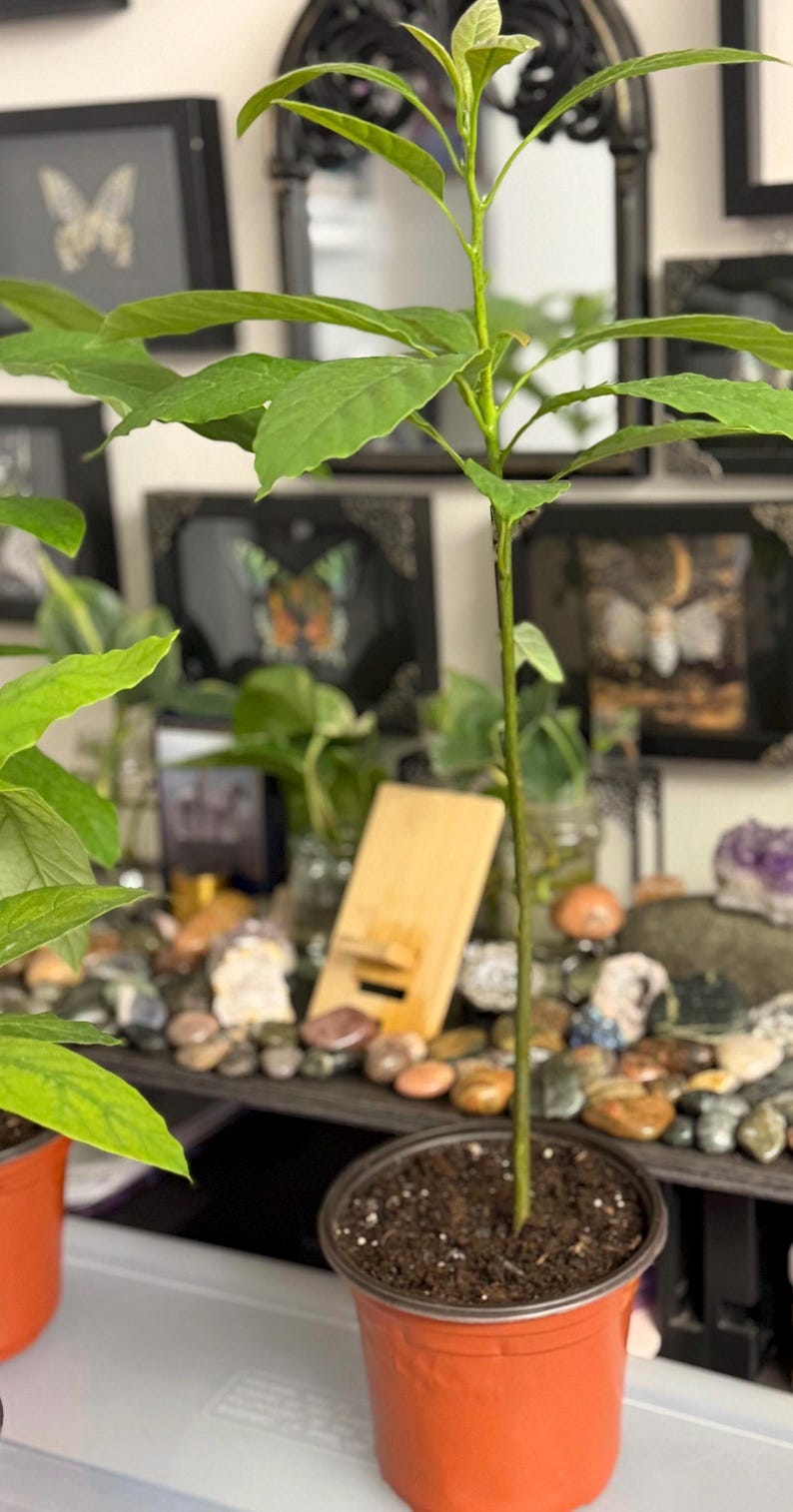 Puede incluir: Una joven planta de aguacate en una maceta naranja peque&ntilde;a. La planta tiene un tallo verde delgado con varias hojas grandes y verdes vibrantes. La maceta est&aacute; llena de tierra oscura. El fondo incluye obras de arte enmarcadas y objetos decorativos.