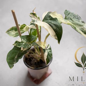 May include: A variegated Syngonium plant with arrow-shaped leaves featuring green and creamy white patterns, supported by two thin wooden stakes in a dark plastic pot. The logo for Mila's Exotic Plants and Curiosities is visible in the corner.