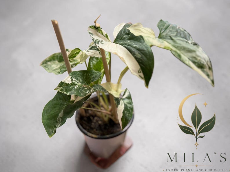 May include: A variegated Syngonium plant with arrow-shaped leaves featuring green and creamy white patterns, supported by two thin wooden stakes in a dark plastic pot. The logo for Mila's Exotic Plants and Curiosities is visible in the corner.