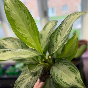 May include: A lush Aglaonema plant featuring elongated, pointed leaves with a variegated pattern of creamy white, light green, and deep forest green splashes. The foliage is arranged in a dense, upright cluster, showcasing a vibrant mix of colors.