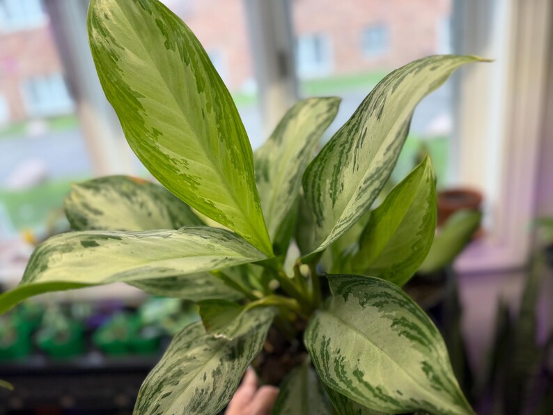 May include: A lush Aglaonema plant featuring elongated, pointed leaves with a variegated pattern of creamy white, light green, and deep forest green splashes. The foliage is arranged in a dense, upright cluster, showcasing a vibrant mix of colors.