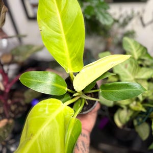 May include: A Philodendron plant featuring vibrant lime-green and yellow variegated leaves. The plant displays a mix of elongated, pointed foliage in bright chartreuse tones alongside smaller, deep green leaves, all growing from a central stem.