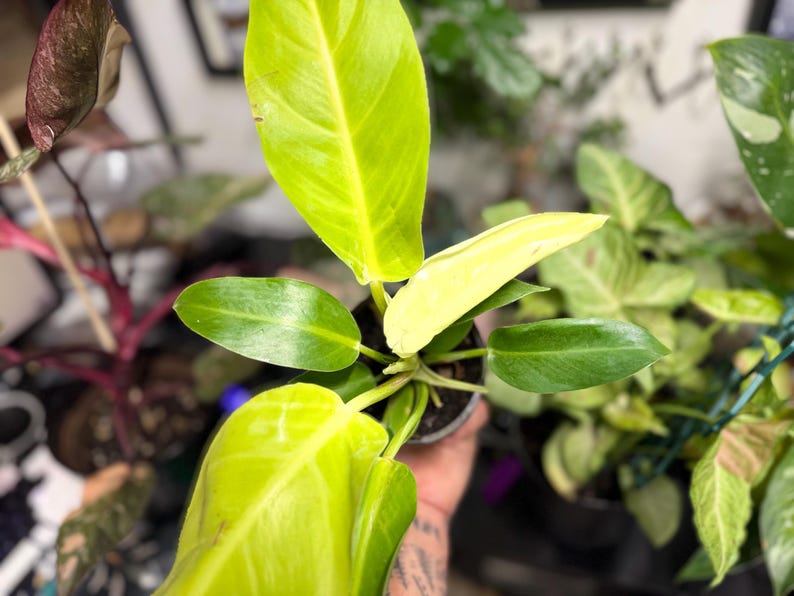 May include: A Philodendron plant featuring vibrant lime-green and yellow variegated leaves. The plant displays a mix of elongated, pointed foliage in bright chartreuse tones alongside smaller, deep green leaves, all growing from a central stem.