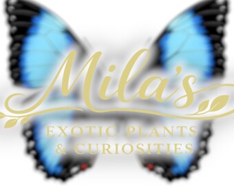 May include: A logo featuring a butterfly with blue wings and black edges. The text "Mila's" is in gold script, with "EXOTIC PLANTS & CURIOSITIES" below. The background is white.