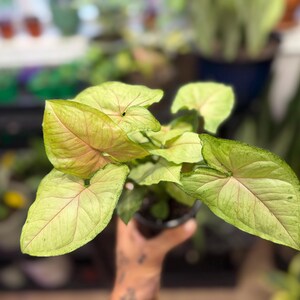 May include: A Syngonium plant in a small black plastic pot featuring arrow-shaped leaves with a light green base color, subtle pink veining, and darker green margins. The foliage is arranged in a cluster, displaying a soft, variegated appearance.