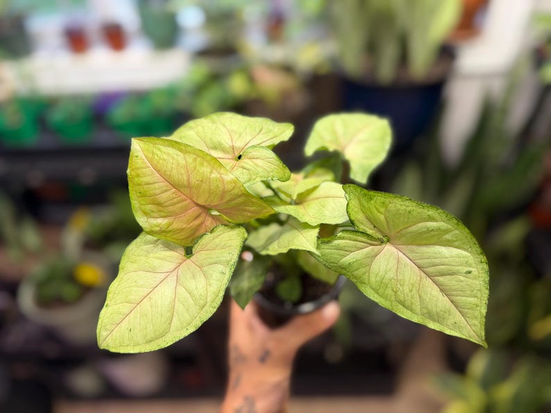 May include: A Syngonium plant in a small black plastic pot featuring arrow-shaped leaves with a light green base color, subtle pink veining, and darker green margins. The foliage is arranged in a cluster, displaying a soft, variegated appearance.