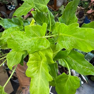 May include: A vibrant lime green Philodendron plant featuring deeply lobed, glossy leaves with visible water droplets scattered across the foliage. The plant displays a dense cluster of bright, light green stems and leaves extending outward.
