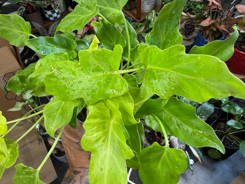 May include: A vibrant lime green Philodendron plant featuring deeply lobed, glossy leaves with visible water droplets scattered across the foliage. The plant displays a dense cluster of bright, light green stems and leaves extending outward.