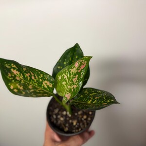 Peut inclure: Une plante Aglaonema en pot avec des feuilles pointues en forme de lance au motif panach&eacute;. Le feuillage pr&eacute;sente une base vert fonc&eacute; parsem&eacute;e de taches rose clair et jaune cr&egrave;me, poussant dans un contenant circulaire sombre rempli de terreau.