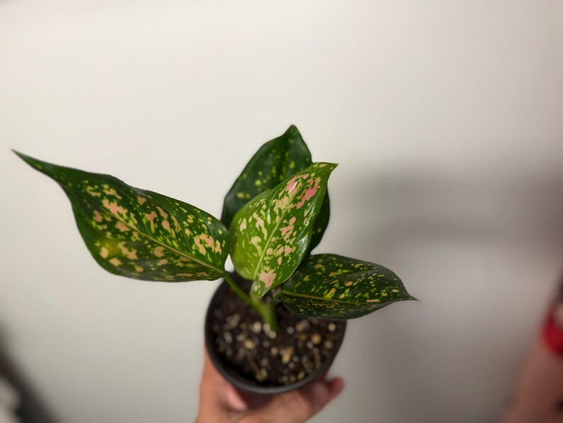 Peut inclure: Une plante Aglaonema en pot avec des feuilles pointues en forme de lance au motif panach&eacute;. Le feuillage pr&eacute;sente une base vert fonc&eacute; parsem&eacute;e de taches rose clair et jaune cr&egrave;me, poussant dans un contenant circulaire sombre rempli de terreau.