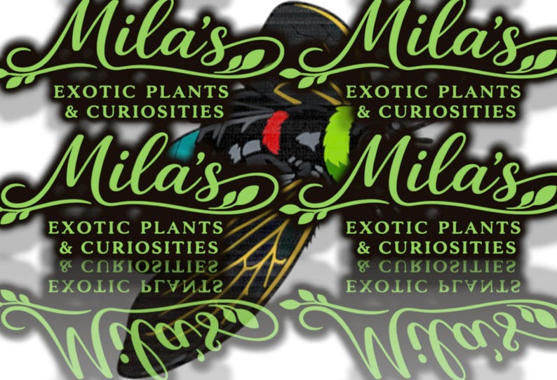 May include: A logo for "Mila's Exotic Plants & Curiosities" featuring a stylized insect with black, red, green, and blue accents. The text is in a flowing green script with a decorative leaf design.