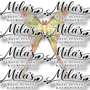May include: A repeating pattern featuring the text "Mila's Exotic Plants & Curiosities" in a stylized script, with a butterfly illustration in the background. The butterfly has yellow, green, and red accents.