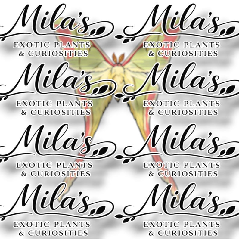 May include: A repeating pattern featuring the text "Mila's Exotic Plants & Curiosities" in a stylized script, with a butterfly illustration in the background. The butterfly has yellow, green, and red accents.