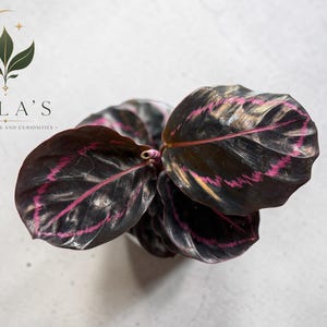 May include: A Calathea plant with dark, glossy, oval-shaped leaves featuring prominent magenta veins and a wavy texture. The plant is positioned below a logo that reads MILA'S EXOTIC PLANTS AND CURIOSITIES with a crescent moon and leaf icon.