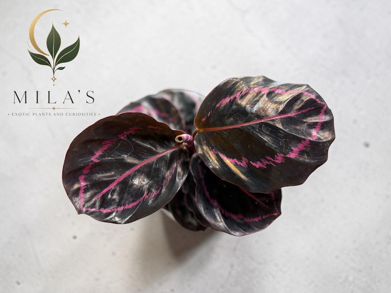 May include: A Calathea plant with dark, glossy, oval-shaped leaves featuring prominent magenta veins and a wavy texture. The plant is positioned below a logo that reads MILA'S EXOTIC PLANTS AND CURIOSITIES with a crescent moon and leaf icon.