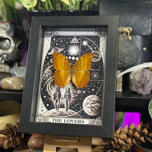 K&ouml;nnte beinhalten: Ein gerahmtes Kunstwerk mit einem konservierten orangefarbenen Schmetterling vor einem schwarz-wei&szlig;en Tarotkarten-Design. Die Karte zeigt zwei Figuren und Himmelselemente mit dem Text "THE LOVERS" unten. Der Rahmen ist schwarz.