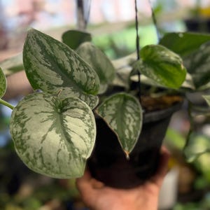 May include: A Scindapsus pictus plant in a black hanging pot. The plant features heart-shaped leaves with a variegated pattern of deep green and silvery-grey splashes. The vines trail downwards from the container, displaying multiple leaves.