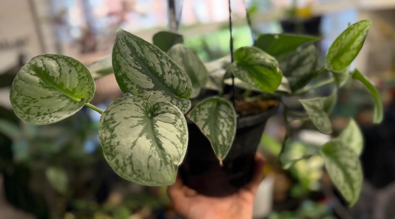 May include: A Scindapsus pictus plant in a black hanging pot. The plant features heart-shaped leaves with a variegated pattern of deep green and silvery-grey splashes. The vines trail downwards from the container, displaying multiple leaves.