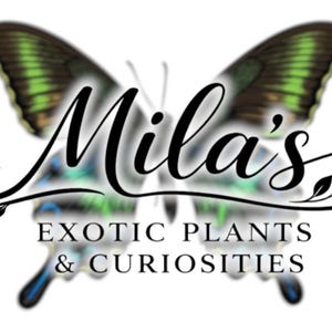 Alpine Black Swallowtail Pack 1 - 21 Image Clip Art - 300DPI - Digital Download - Papilio Maacki