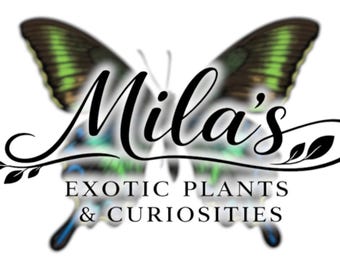 以下が含まれることがあります： Mila's Exotic Plants & Curiositiesのロゴ。緑と黒の羽を持つ蝶のデザインです。会社名は、ビジネスの説明の上にエレガントな筆記体で書かれています。