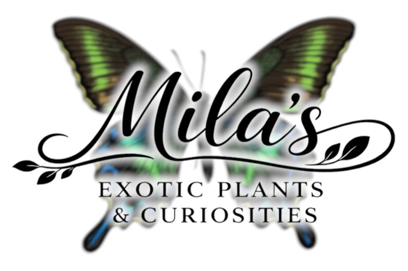 May include: Logo for Mila's Exotic Plants & Curiosities. The design features a butterfly with green and black wings. The business name is written in elegant script above the business description.