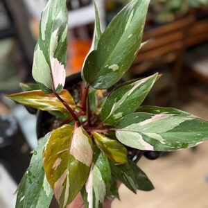 May include: A Philodendron Pink Princess plant featuring elongated, pointed leaves with a variegated pattern of dark green, light green, and soft pink splashes. The plant has reddish-brown stems and is potted in a black container.