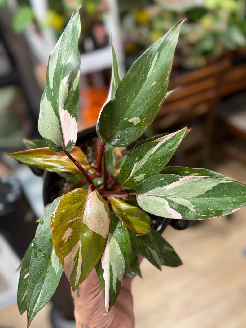 May include: A Philodendron Pink Princess plant featuring elongated, pointed leaves with a variegated pattern of dark green, light green, and soft pink splashes. The plant has reddish-brown stems and is potted in a black container.