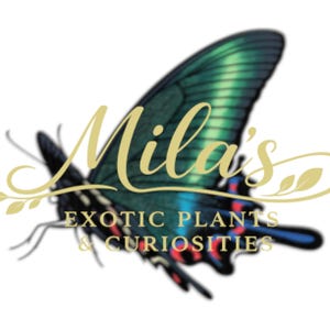 May include: Logo for Mila's Exotic Plants & Curiosities. The logo features a butterfly with green and blue wings. The name "Mila's" is written in gold script above the text "EXOTIC PLANTS & CURIOSITIES."
