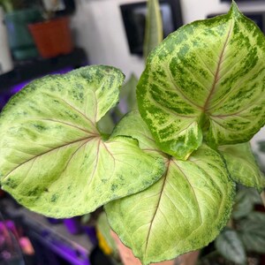May include: A Syngonium plant featuring arrow-shaped leaves with a variegated pattern of light lime green and darker forest green splashes. The foliage displays prominent, thin pink veins radiating from the center of each leaf surface.