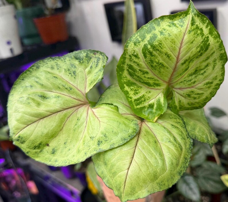 May include: A Syngonium plant featuring arrow-shaped leaves with a variegated pattern of light lime green and darker forest green splashes. The foliage displays prominent, thin pink veins radiating from the center of each leaf surface.