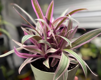 May include: A Tradescantia spathacea plant with variegated leaves featuring stripes of vibrant pink, creamy white, and light green. The plant is potted in a simple, light-colored container filled with dark potting soil, displaying a dense growth.