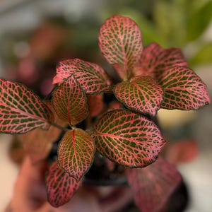 May include: A Fittonia plant featuring small, oval-shaped leaves with a vibrant pink and red vein pattern set against a deep green background. The foliage is arranged in a dense cluster, showcasing a distinct, intricate network of colored veins.