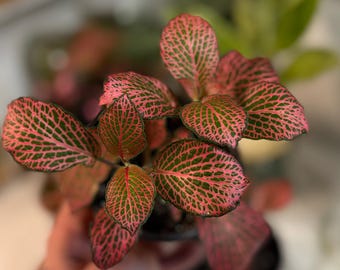 Firetail Fittonia Live Plant, Pink-Red Nerve Plant for Terrariums