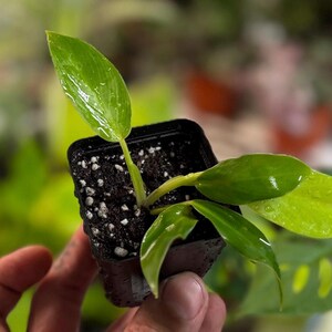 May include: A small, square black plastic nursery pot containing a young plant with several glossy, bright green leaves. The soil surface is dark and speckled with white perlite particles, and the leaves appear slightly damp with water droplets.