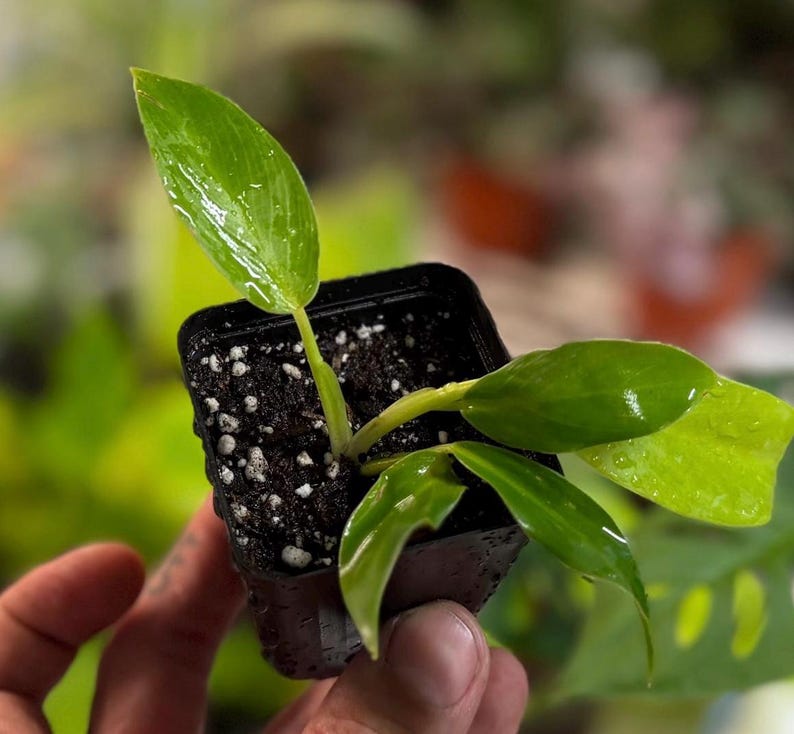 May include: A small, square black plastic nursery pot containing a young plant with several glossy, bright green leaves. The soil surface is dark and speckled with white perlite particles, and the leaves appear slightly damp with water droplets.