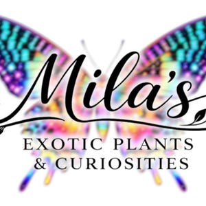 Paquete de imágenes de mariposas vibrantes con un toque nostálgico de 1998 - Láminas de los 90, imágenes prediseñadas de 300 ppp