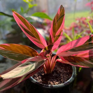 May include: A Stromanthe Triostar plant featuring elongated, lance-shaped leaves with a variegated pattern of vibrant pink, creamy white, and deep green. The foliage grows from a central base and is potted in a dark, textured container.