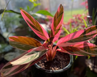 May include: A Stromanthe Triostar plant featuring elongated, lance-shaped leaves with a variegated pattern of vibrant pink, creamy white, and deep green. The foliage grows from a central base and is potted in a dark, textured container.
