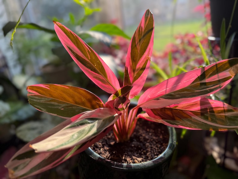 May include: A Stromanthe Triostar plant featuring elongated, lance-shaped leaves with a variegated pattern of vibrant pink, creamy white, and deep green. The foliage grows from a central base and is potted in a dark, textured container.