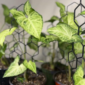 May include: Several Syngonium plants with variegated light green and dark green arrow-shaped leaves are supported by black plastic honeycomb-patterned trellises. The plants are potted in dark containers filled with soil, with the geometric grid structures providing vertical support for the foliage.