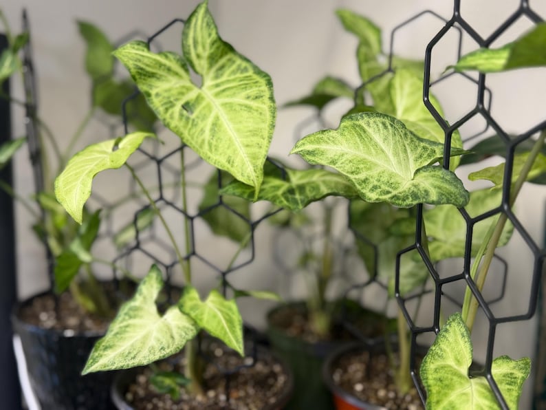 May include: Several Syngonium plants with variegated light green and dark green arrow-shaped leaves are supported by black plastic honeycomb-patterned trellises. The plants are potted in dark containers filled with soil, with the geometric grid structures providing vertical support for the foliage.