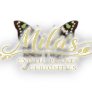 May include: A logo featuring the name "Mila's" in a cursive, gold font, overlaid on a blurred butterfly image. Below, the text reads "EXOTIC PLANTS & CURIOSITIES" in gold, indicating a shop specializing in unique flora.