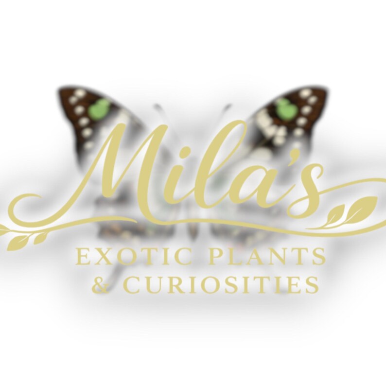 May include: A logo featuring the name "Mila's" in a cursive, gold font, overlaid on a blurred butterfly image. Below, the text reads "EXOTIC PLANTS & CURIOSITIES" in gold, indicating a shop specializing in unique flora.