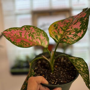 Peut inclure: Une plante Aglaonema dans un pot en plastique sombre avec des feuilles larges et pointues pr&eacute;sentant un motif panach&eacute; de taches rose vif et vert fonc&eacute;. La plante poss&egrave;de plusieurs tiges &eacute;mergeant du terreau sombre dans le pot.