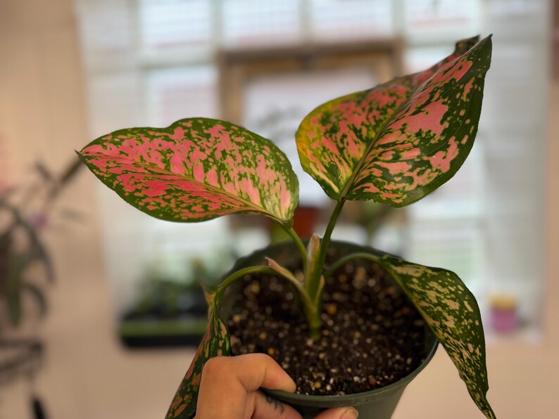 Peut inclure: Une plante Aglaonema dans un pot en plastique sombre avec des feuilles larges et pointues pr&eacute;sentant un motif panach&eacute; de taches rose vif et vert fonc&eacute;. La plante poss&egrave;de plusieurs tiges &eacute;mergeant du terreau sombre dans le pot.