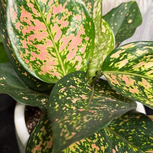 Peut inclure: Une plante Aglaonema aux feuilles larges en forme de lance, pr&eacute;sentant un motif panach&eacute; de vert for&ecirc;t profond, de rose vif et de taches blanc cr&egrave;me. Le feuillage est brillant et dispos&eacute; en grappe dense, sortant d'un pot en c&eacute;ramique blanc.