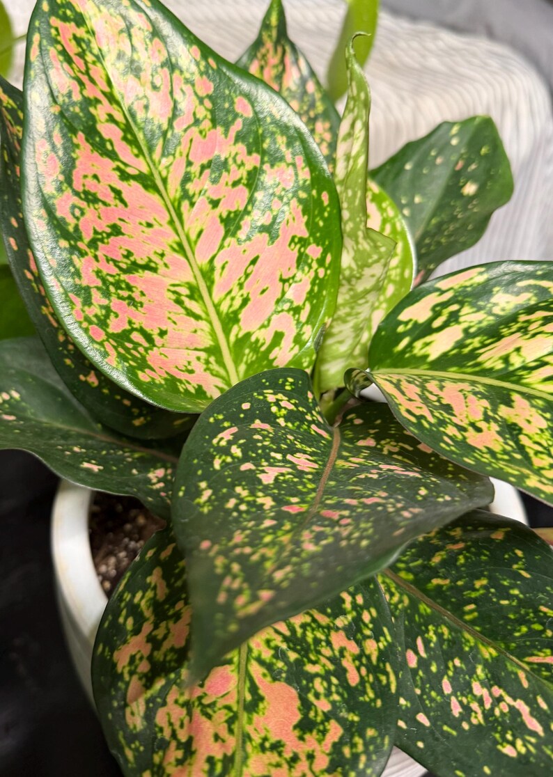 Peut inclure: Une plante Aglaonema aux feuilles larges en forme de lance, pr&eacute;sentant un motif panach&eacute; de vert for&ecirc;t profond, de rose vif et de taches blanc cr&egrave;me. Le feuillage est brillant et dispos&eacute; en grappe dense, sortant d'un pot en c&eacute;ramique blanc.